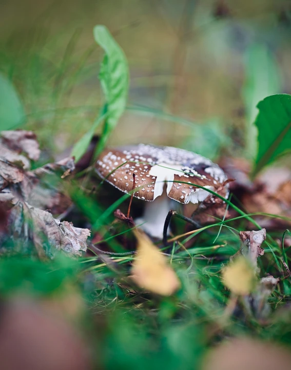 a group of mushrooms are in the grass