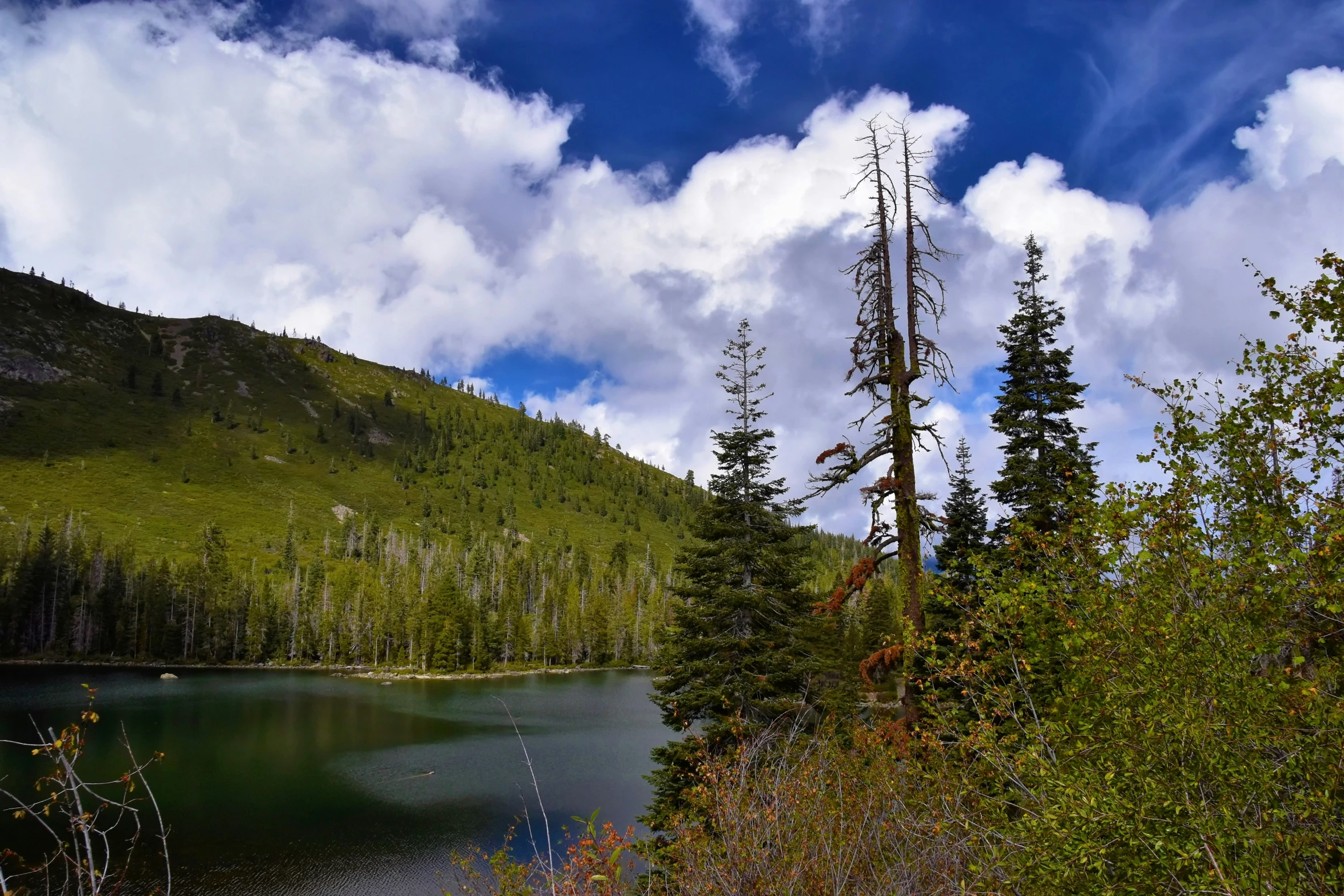 an evergreen forest next to a lake