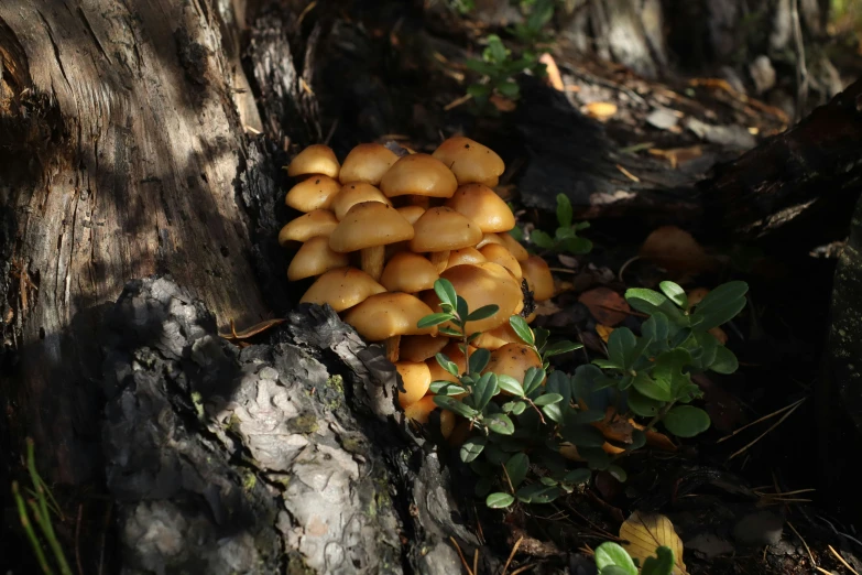 there are many mushrooms growing in the trees