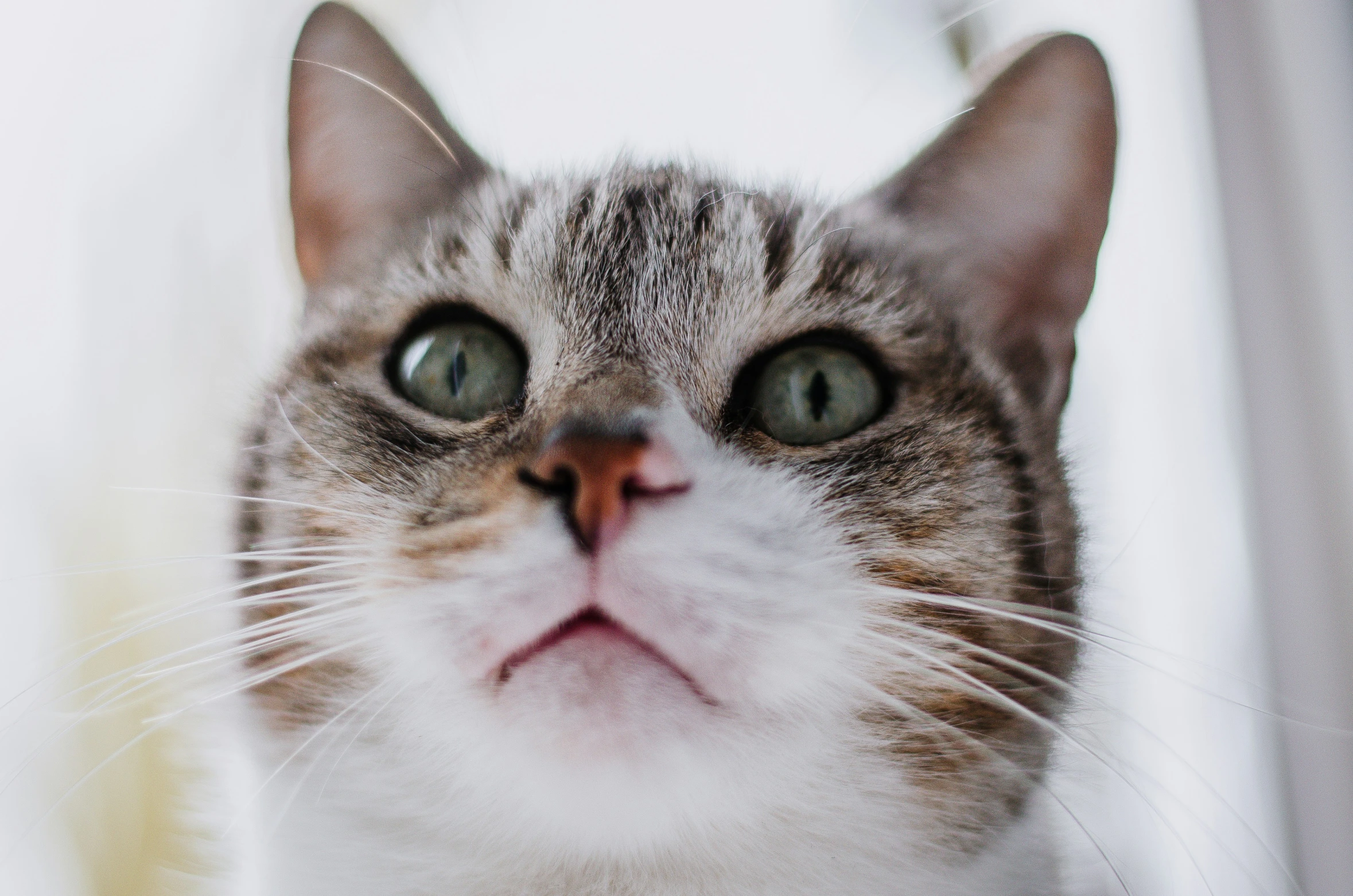 a close up of a cat with its head turned