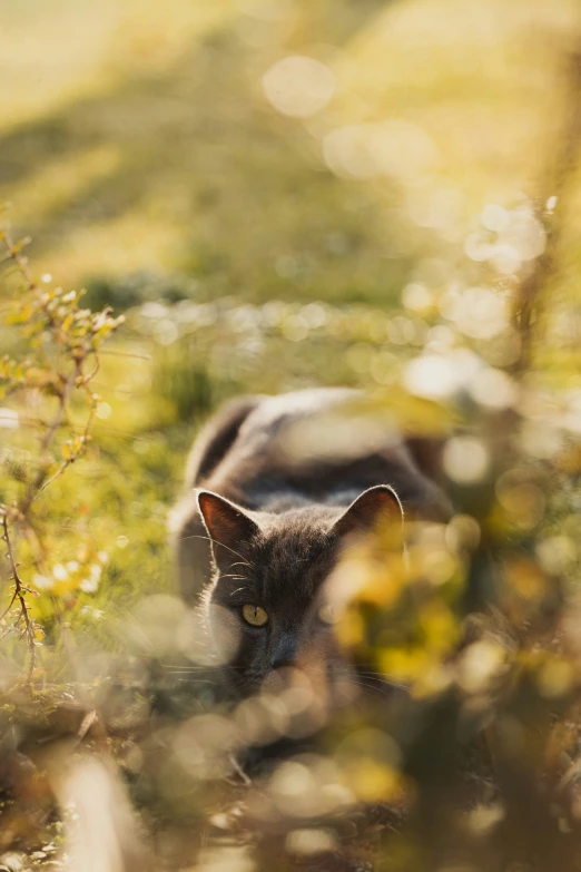 an animal is laying on the grass in a field