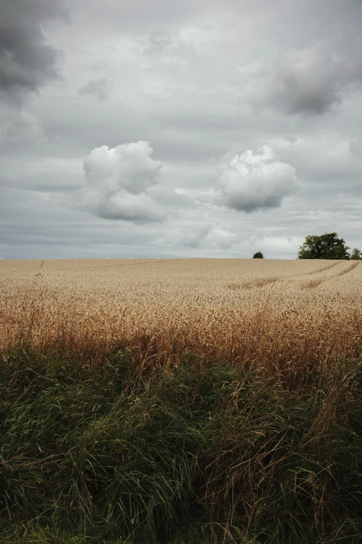 a field is shown with some trees and clouds in the distance