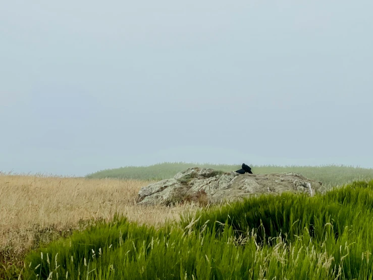 a lone black bird sitting on a large rock in the middle of a field