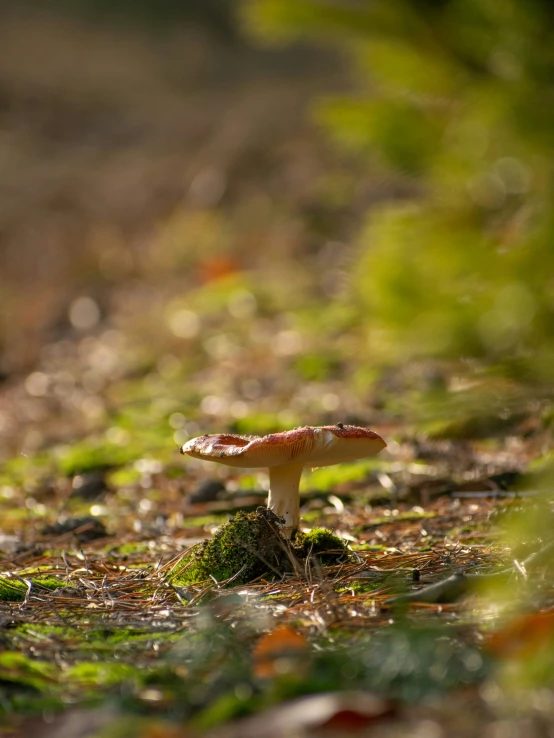 mushroom on the forest floor with dew coming from it