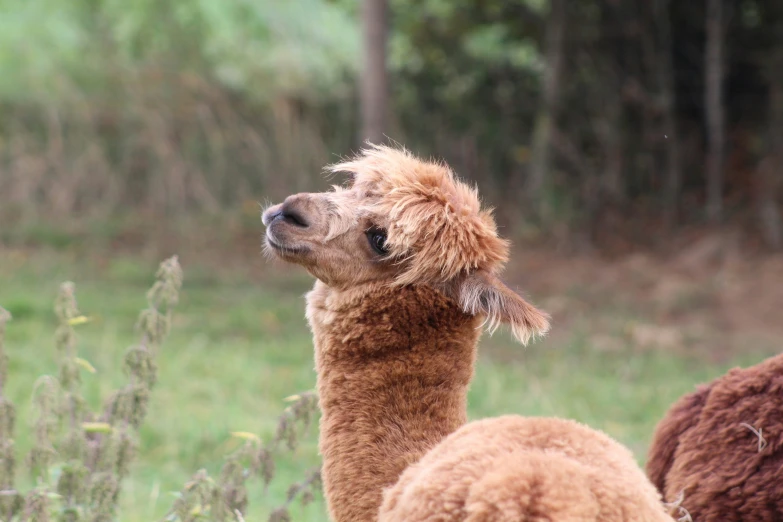 two alpacas are out in the wild