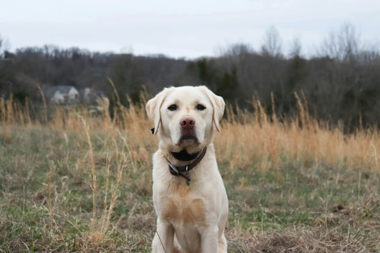 a dog that is standing in the grass