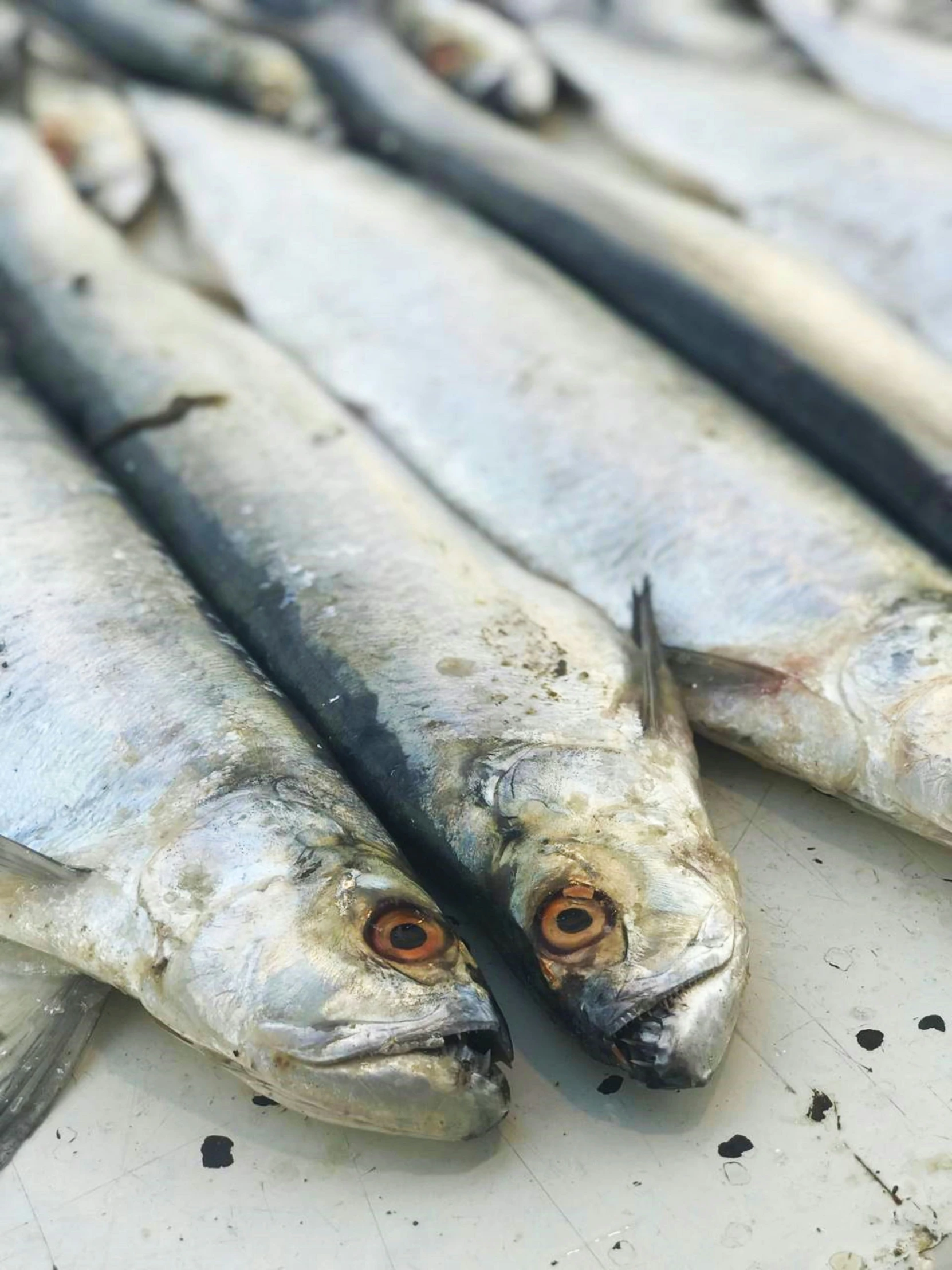 there is a close up image of fish on the table