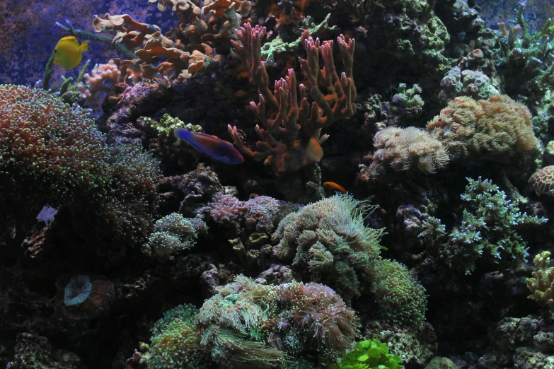 some fish in a large tank under water