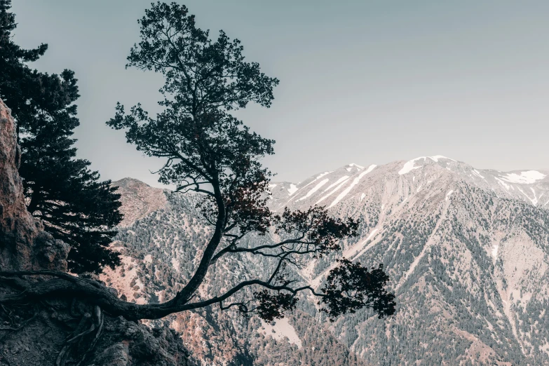 an evergreen tree on a rocky cliff with snow covered mountains in the background