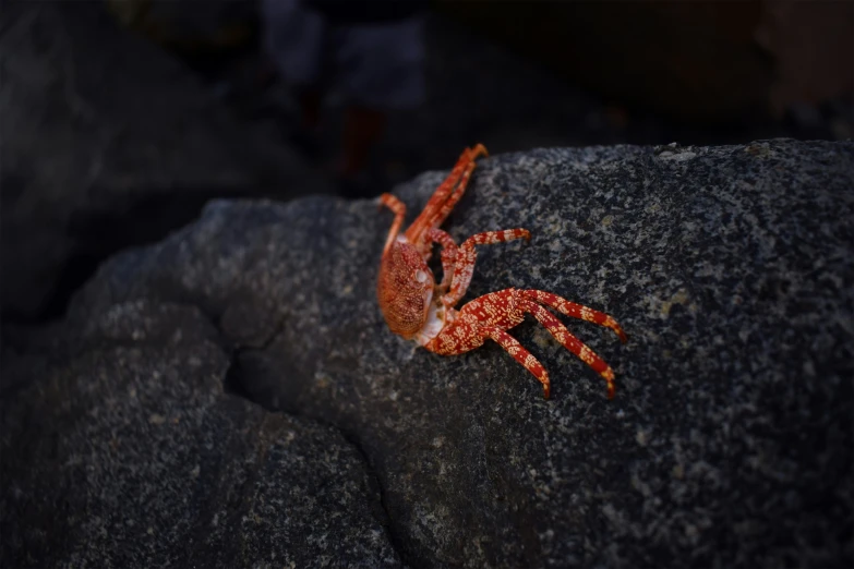 a crab sitting on a rock in the middle of nowhere