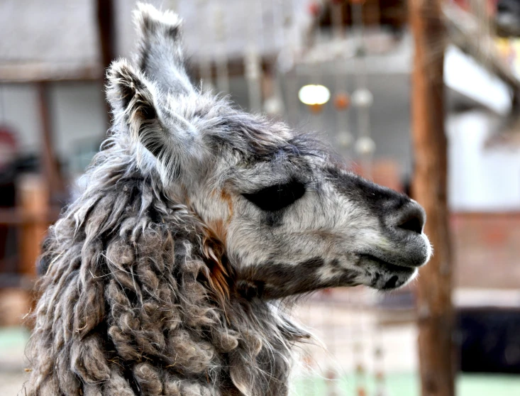 a grey and white alpaca looking at soing in the distance