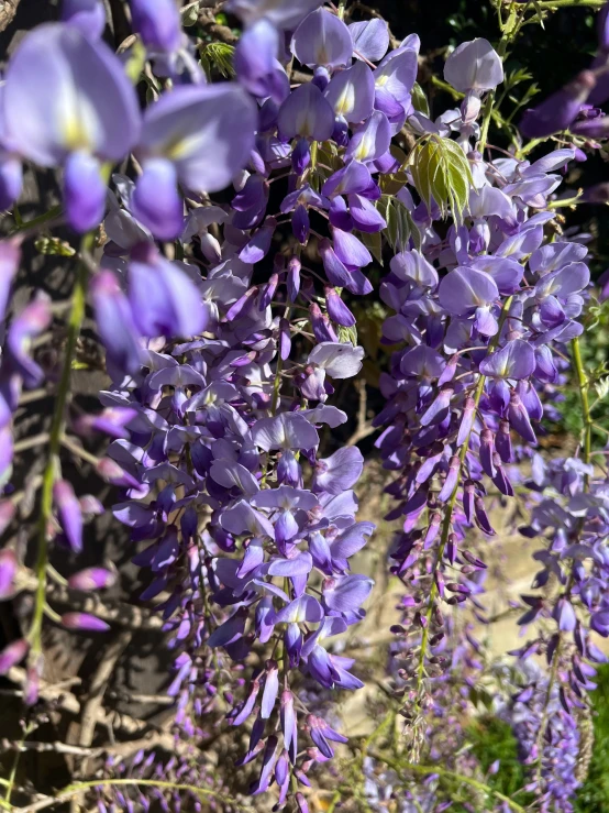 purple flowers in bloom next to each other