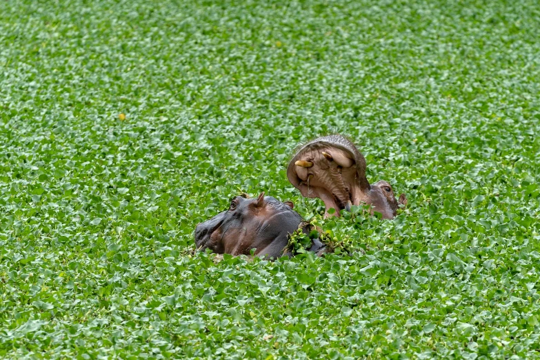 an animal on its back in some tall green grass