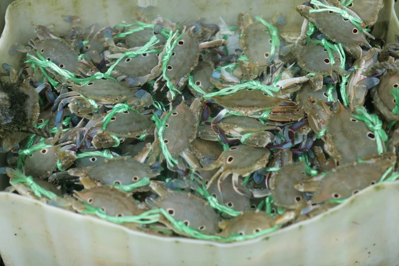 a group of small fish that are sitting together