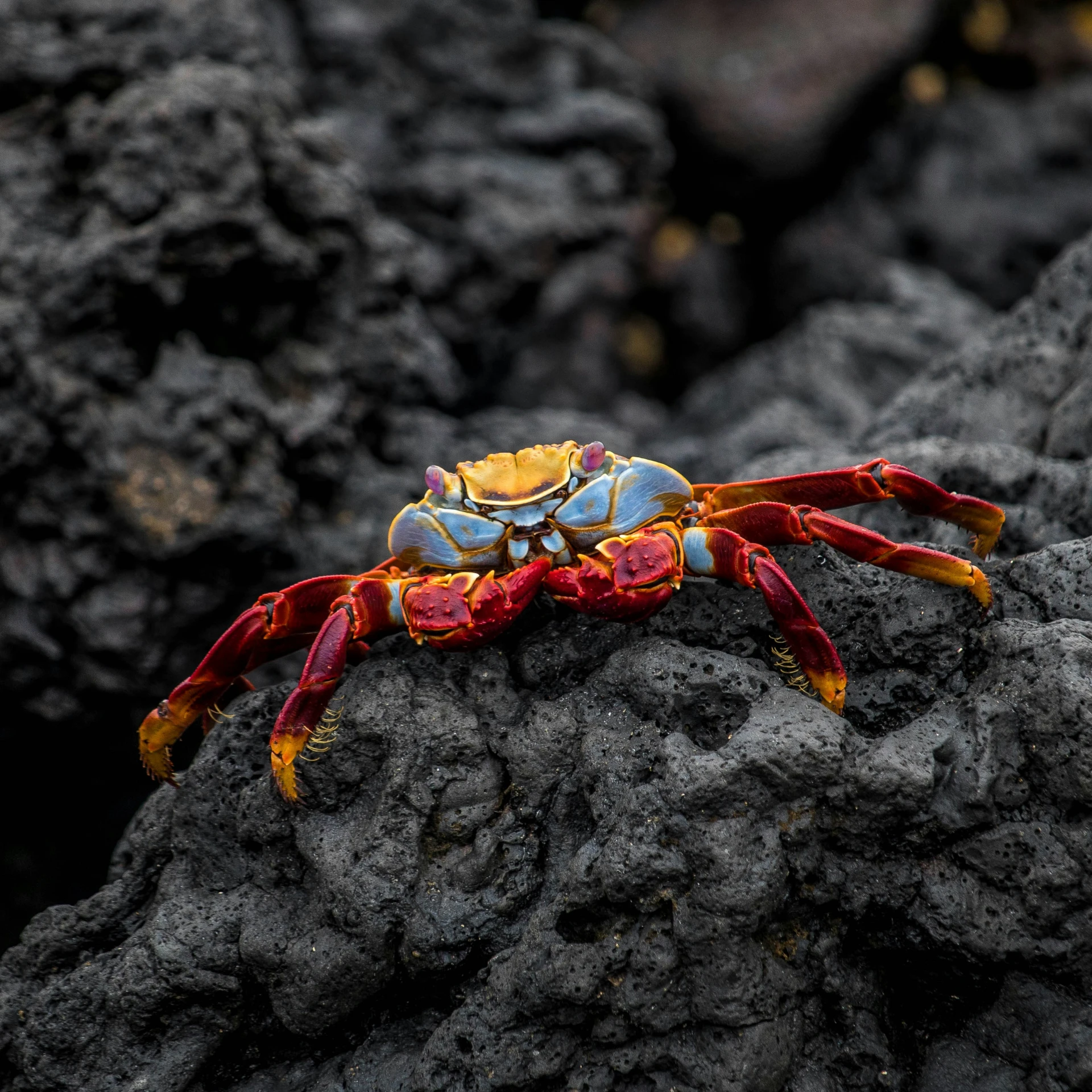 a colorfully painted crab sitting on top of a lava rock