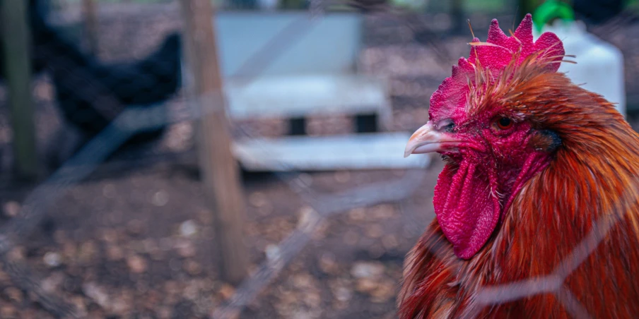 a rooster that is standing up in the woods