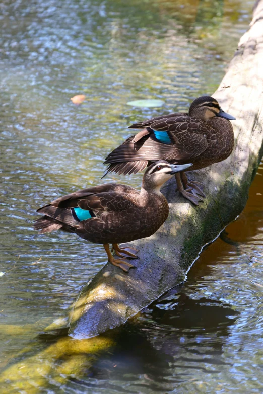 two birds are sitting on a nch in the water