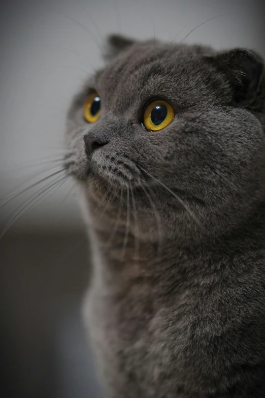 a grey cat with yellow eyes looks upward