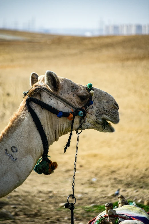 a close up of a camel wearing a saddle with other animals in the background