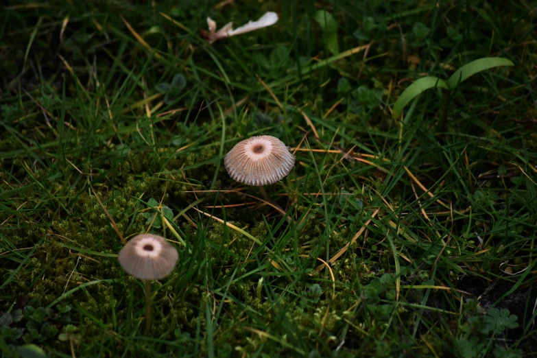 two white mushrooms that are in the grass