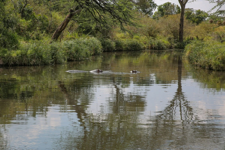 birds swimming in a lake surrounded by trees