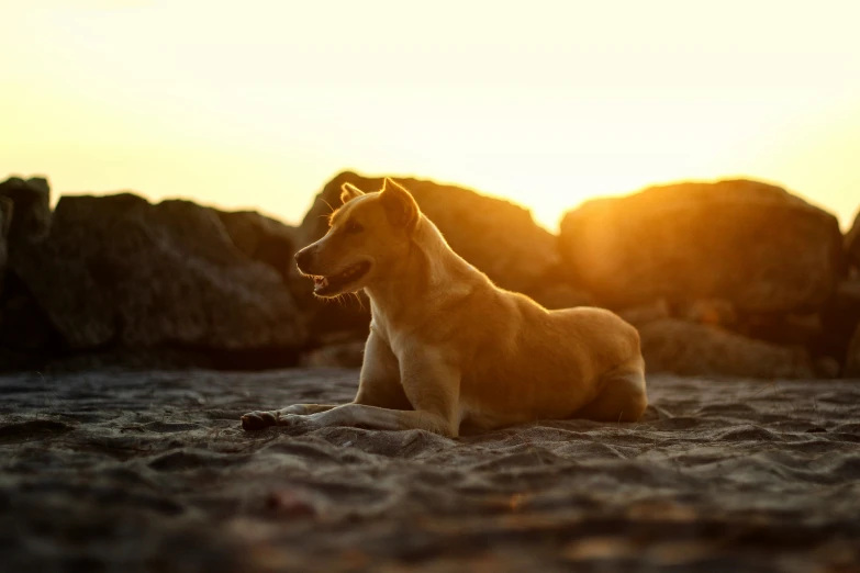 an image of dog on the beach in the sun