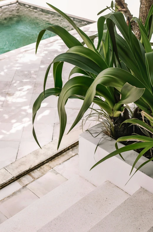 there is a large plant in a flower pot next to a pool