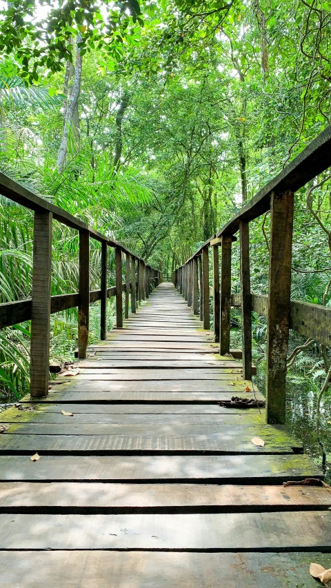 a bridge that looks like it is going through the woods