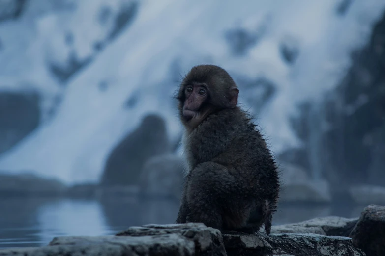 a small brown monkey sitting on a rock