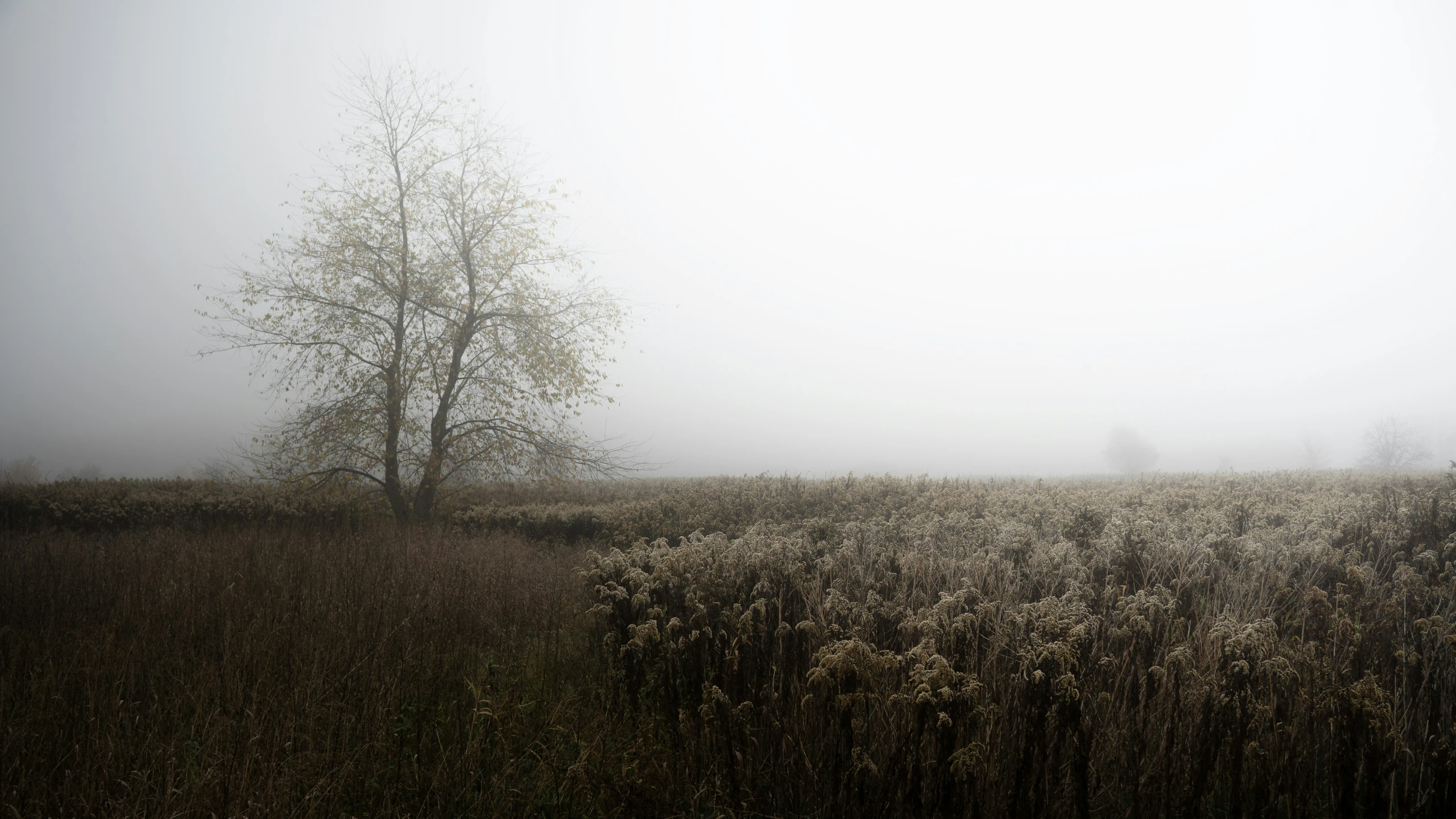 the fog is coming in on the trees and shrubbery