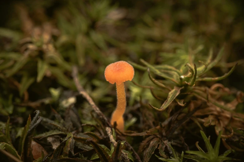 small orange mushrooms growing in the mossy plants
