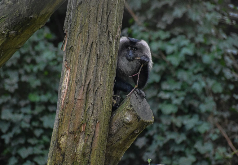 a small monkey sits on the side of a tree