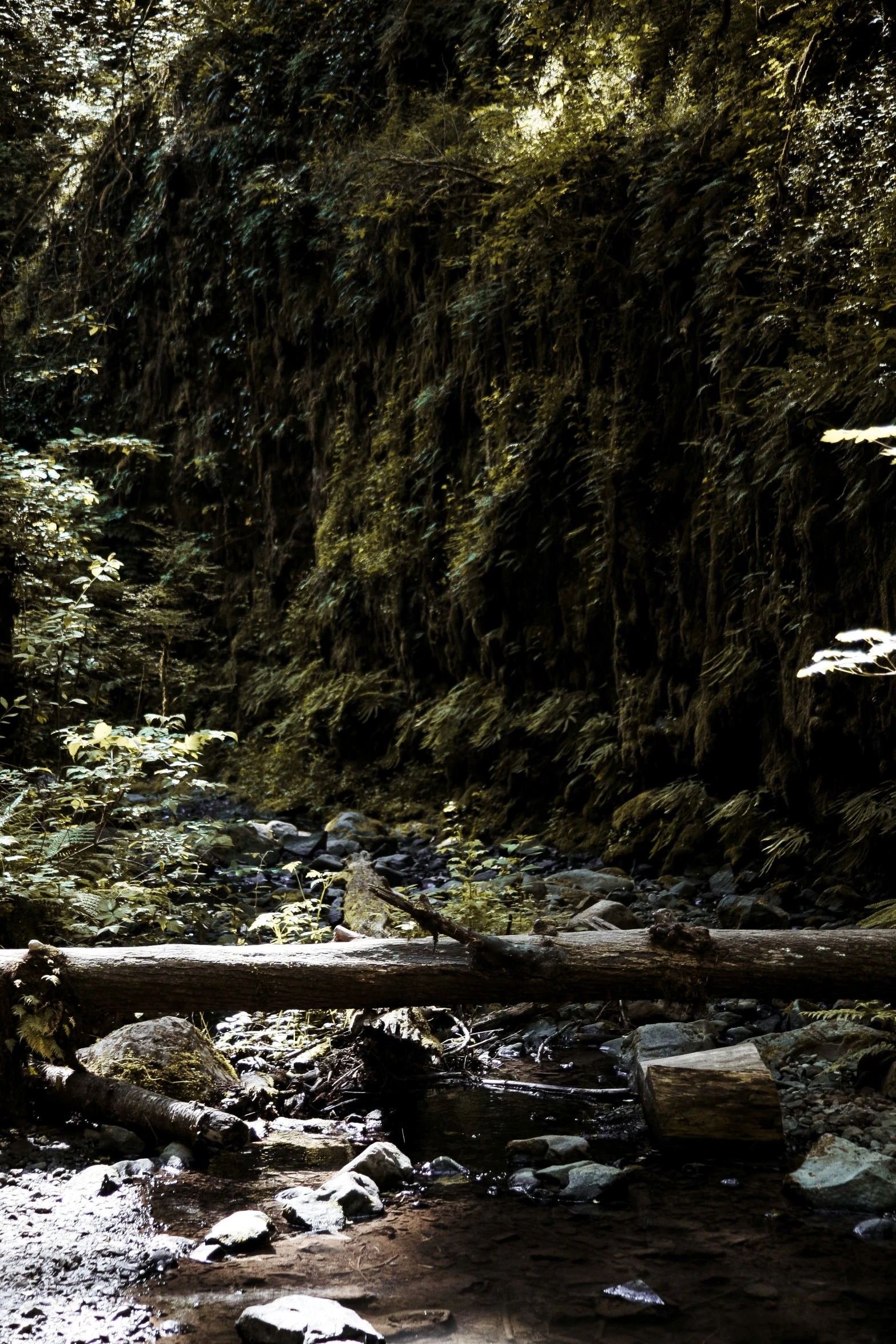 a small stream in the woods near many rocks