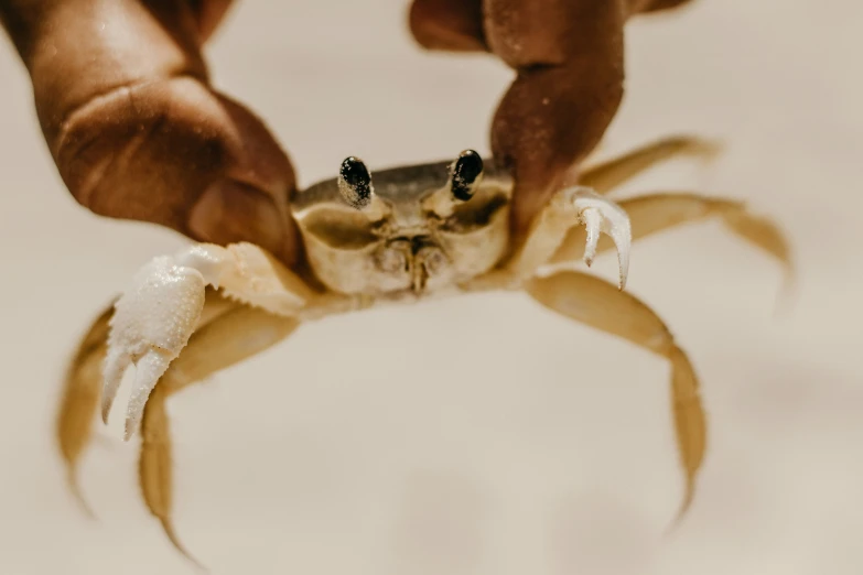 a man holding a small crab in his hand