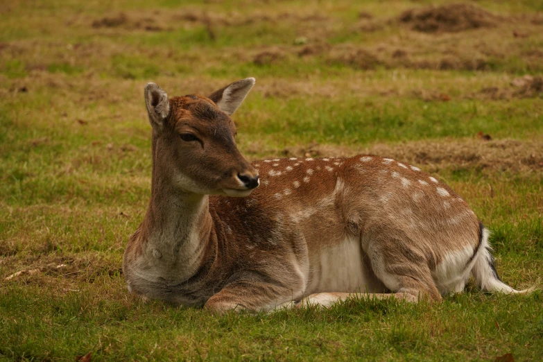 an image of a deer laying in the grass