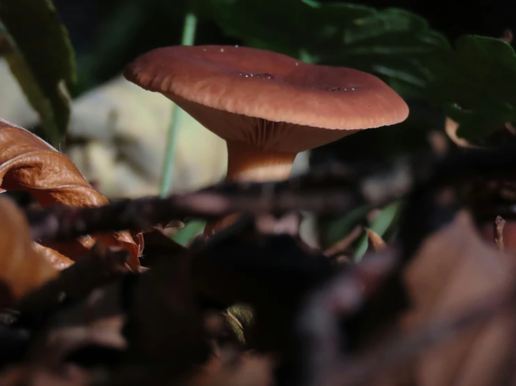 a cluster of mushrooms that are growing from leaves