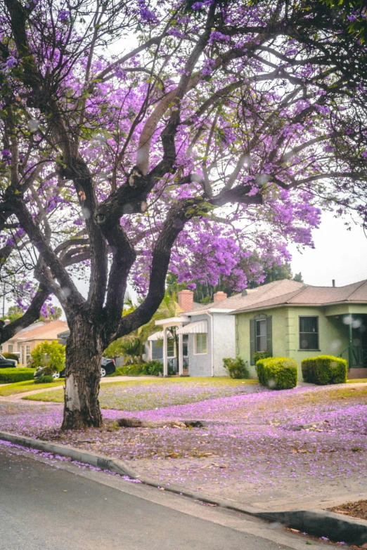 a tree covered with purple flowers beside a house