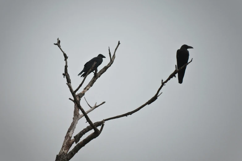 two black birds perched on a bare tree