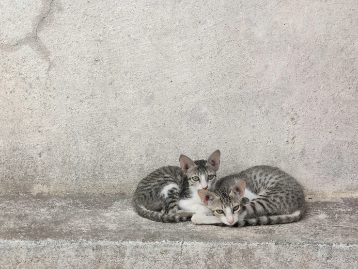 there are two small kittens laying in a corner