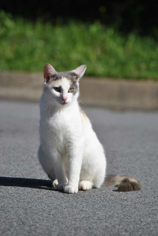 white cat looking to its left while sitting on the road