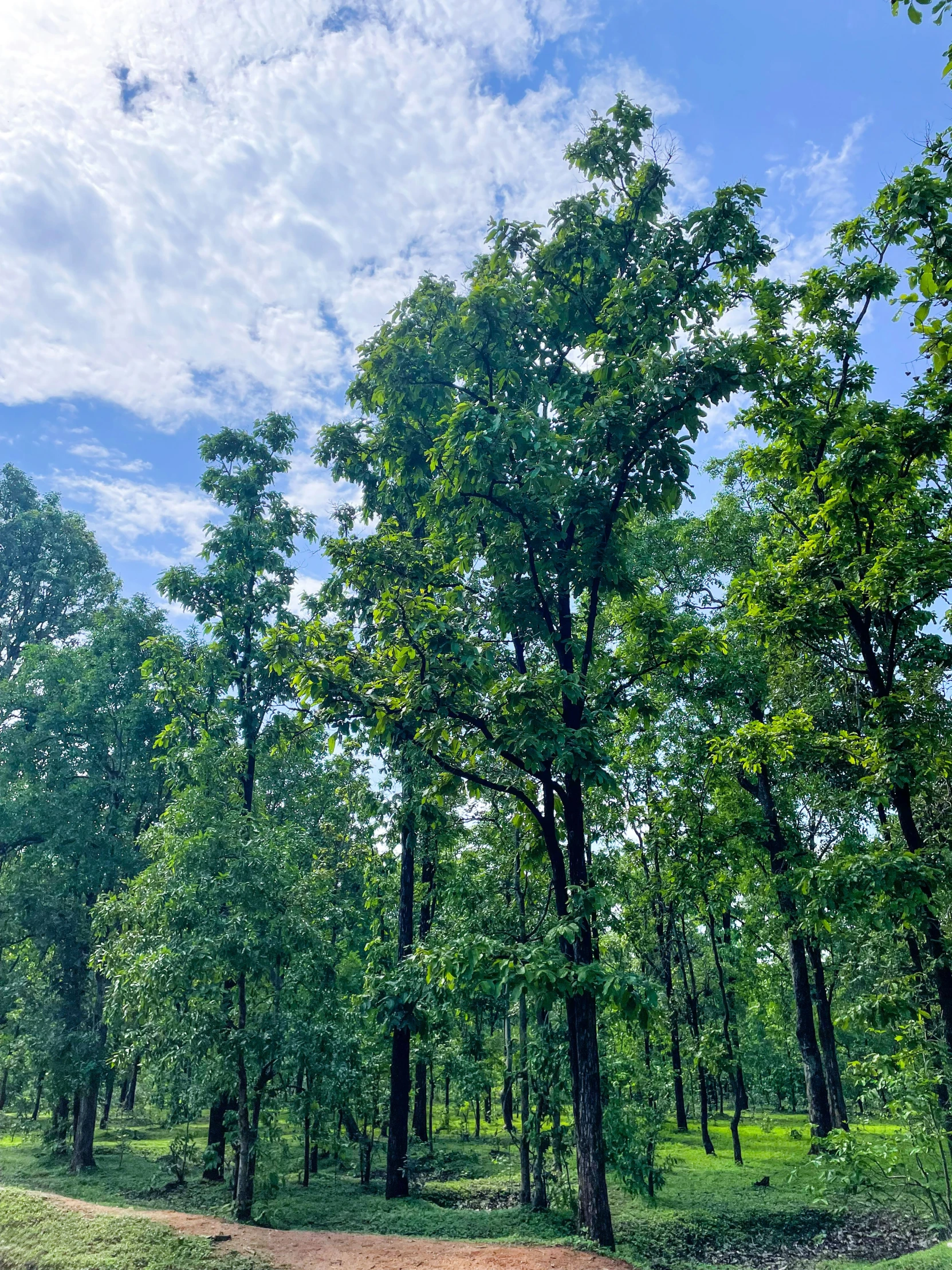 some very tall green trees near a dirt road