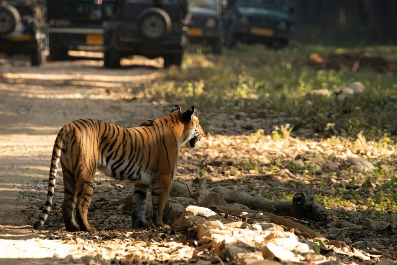 a tiger on dirt ground near cars