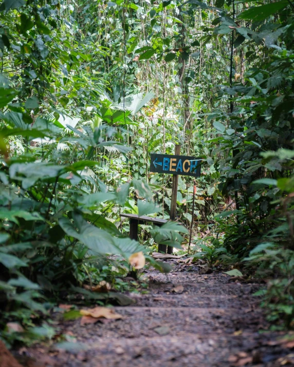 there is a sign in the middle of a lush green forest