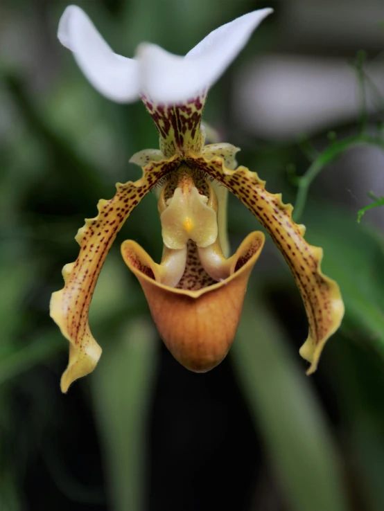 the flowers and leaves are blooming and hanging upside down