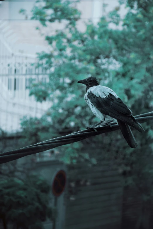 the bird is sitting on the wires outside