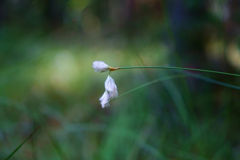 a picture of a small white flower in some grass