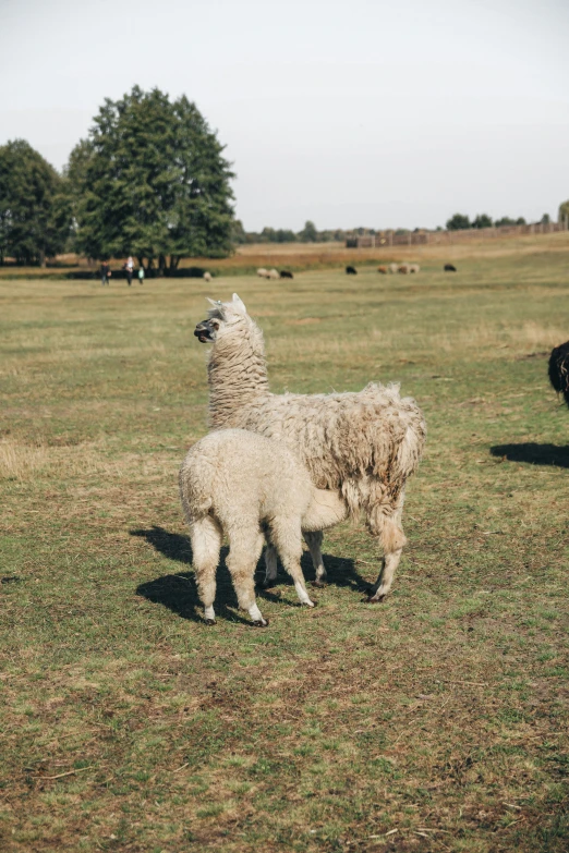 a group of animals that are in the grass