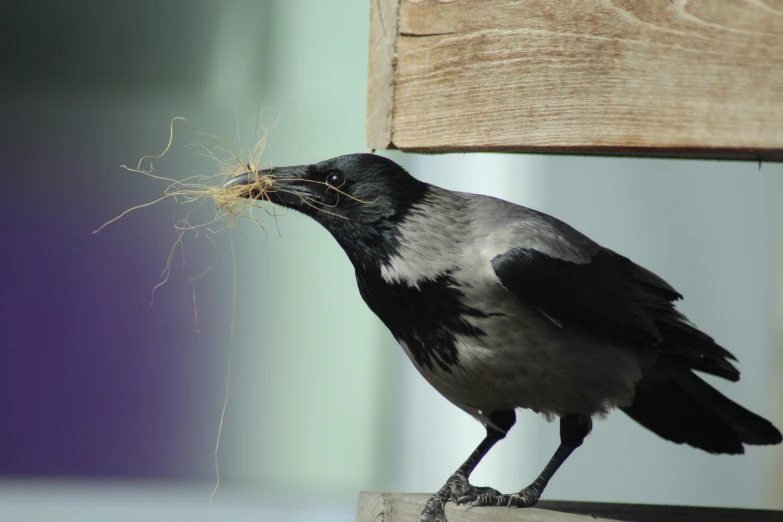 a black bird with its mouth open and food in it's beak