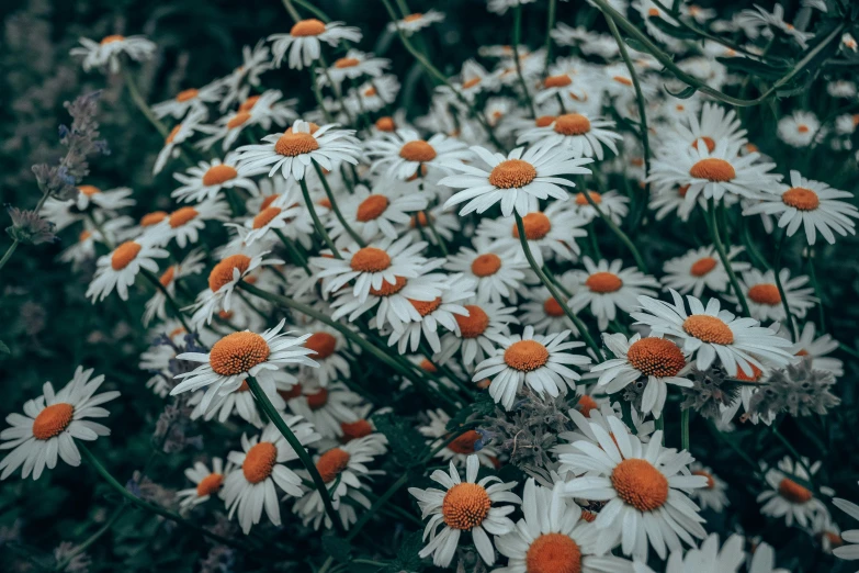 some white and orange flowers in the grass