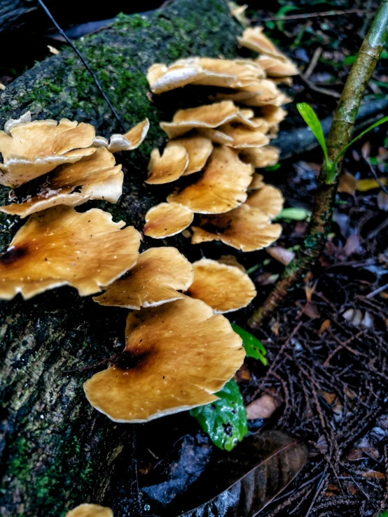 a group of mushrooms that are on the ground